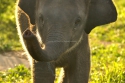 baby ele2