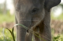 baby ele3