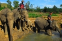 sb_gajah jinak1