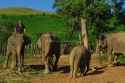 sb_gajah jinak2