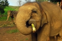 sb_gajah jinak3