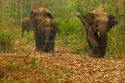 sb_gajah liar1