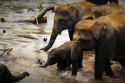 sb_gajah liar2