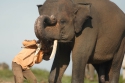 mahout1