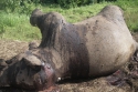 Gajah Mati Diracun