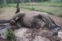 Gajah Mati Ditembak