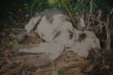Gajah Mati Diracun