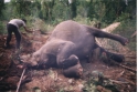 Gajah Hilang Kepala