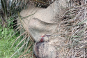 image003