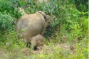 image027